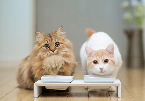 成年猫一天吃多少猫粮 猫粮喂养指南