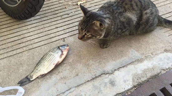 小奶猫能吃鱼吗 猫咪怎么吃鱼才健康