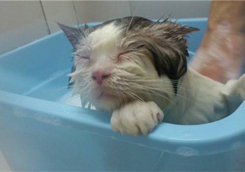 猫咪洗澡用什么沐浴露 猫咪沐浴露选择技巧