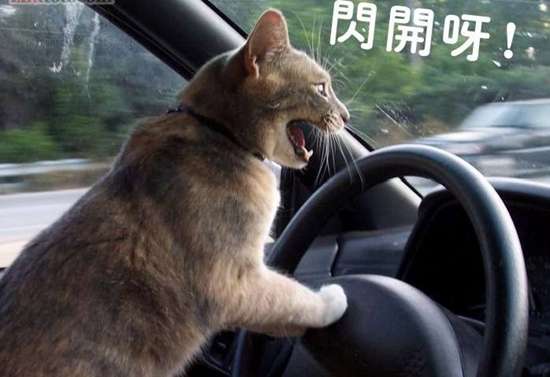 猫咪晕车怎么办 假期出行猫咪晕车解决办法