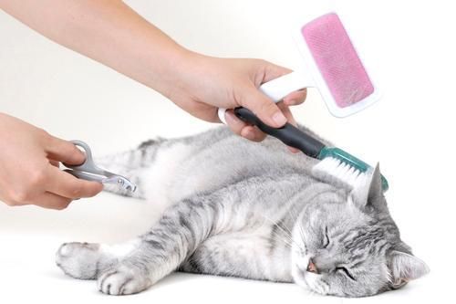 猫咪美容工具有哪些 猫咪美容工具使用方法