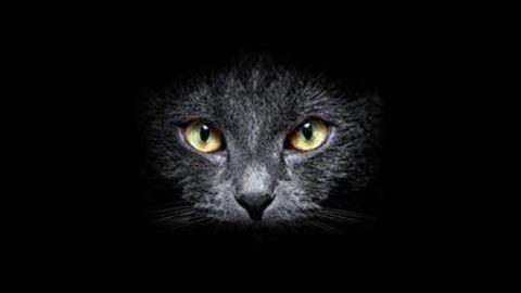 猫咪眼睛为什么会发光 猫咪眼睛发光原理
