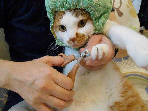 猫剪指甲会疼吗 猫剪指甲 猫