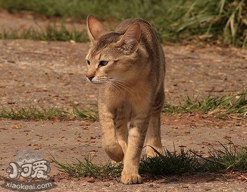 非洲狮子猫耳朵怎么清理 非洲狮子猫耳朵清理方法