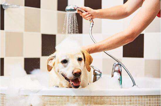 怎么给狗狗洗澡3