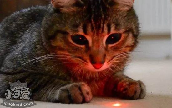 猫为什么喜欢激光笔 激光笔逗猫注意事项