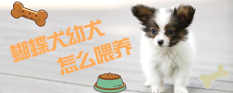 蝴蝶犬幼犬怎么喂养