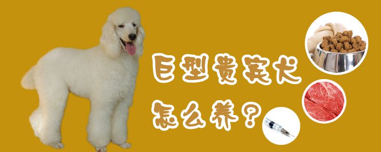 巨型贵宾犬怎么养