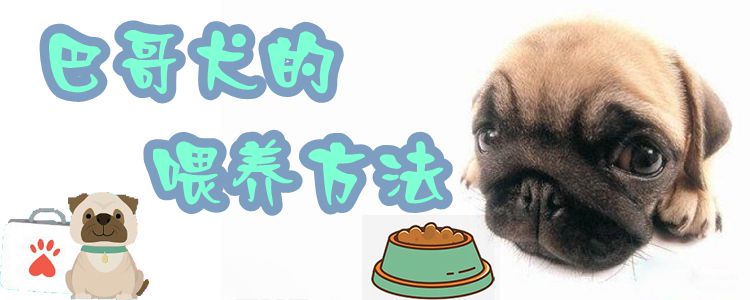 巴哥犬的喂养方法