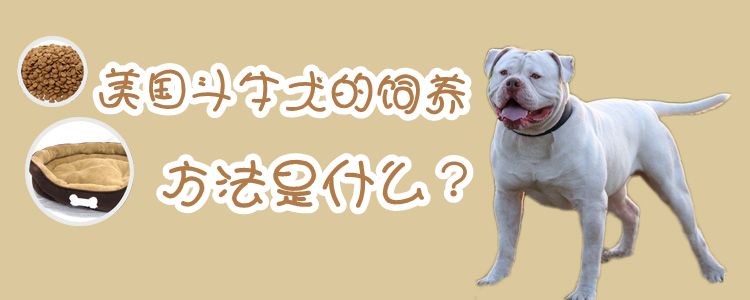 美国斗牛犬饲养方法是什么