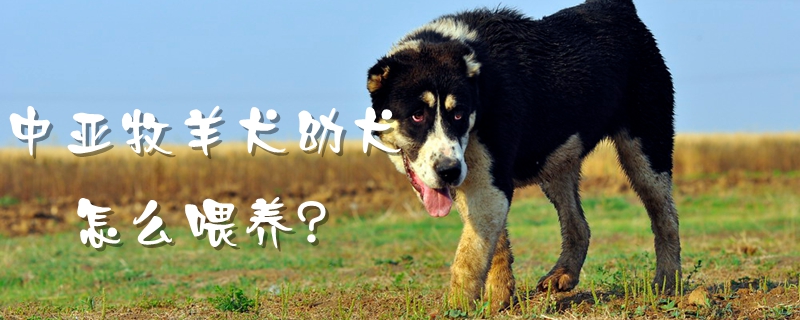 中亚牧羊犬幼犬怎么喂养