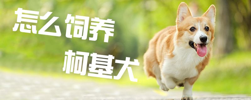 怎么饲养柯基犬1