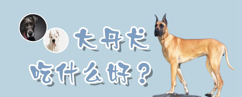 大丹犬吃什么好