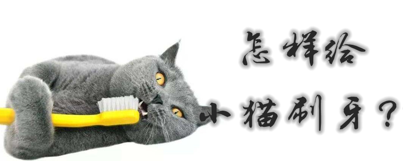 怎样给小猫刷牙