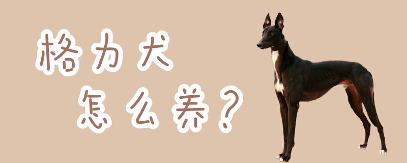 格力犬怎么养