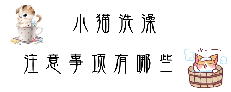 小猫洗澡注意事项有哪些