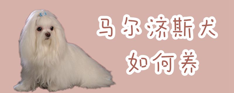 马尔济斯犬如何养