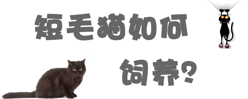 短毛猫如何饲养