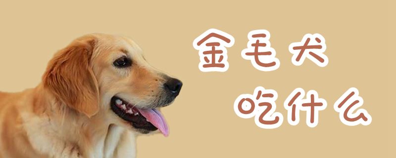 金毛犬吃什么