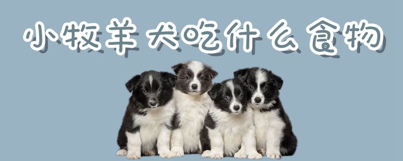 小牧羊犬吃什么食物