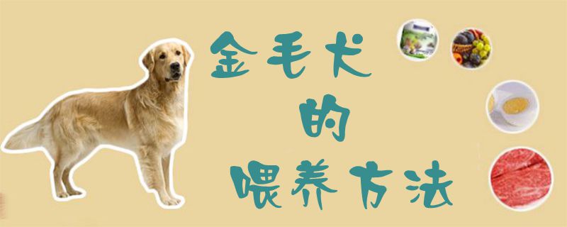 金毛犬的喂养方法1