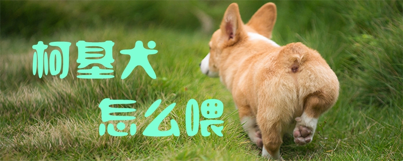 柯基犬怎么喂1