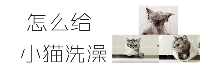 怎么给小猫洗澡