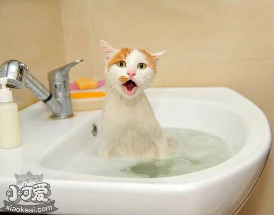 长毛猫如何洗澡