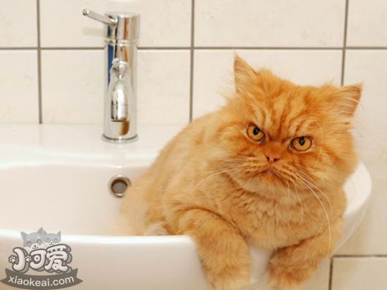 怎么给波斯猫洗澡 波斯猫洗澡的具体操作