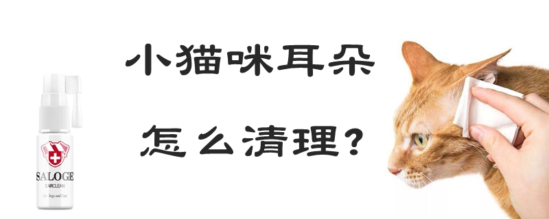 小猫咪耳朵怎么清理