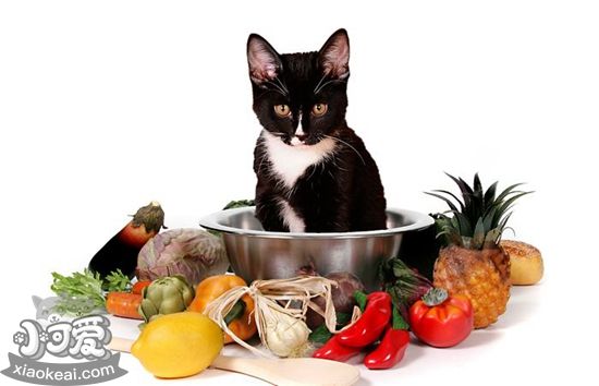 猫咪不能吃的食物有哪些 猫咪禁忌食物介绍