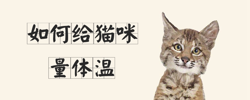 如何给猫咪量体温