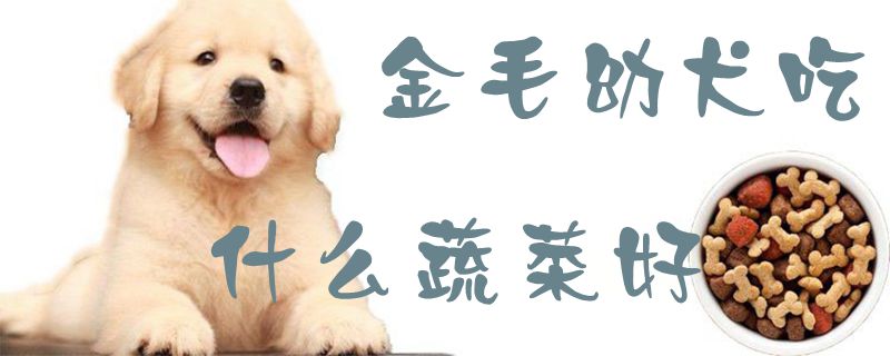 金毛幼犬吃什么蔬菜好1