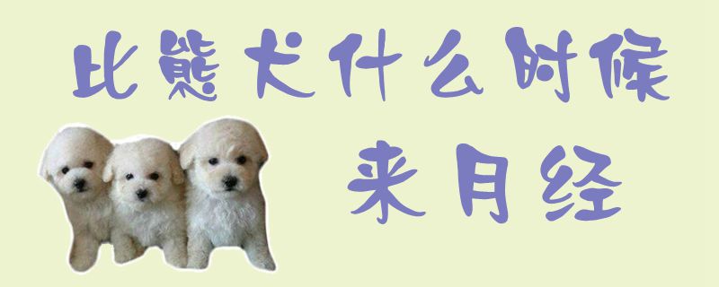 比熊犬什么时候来月经1