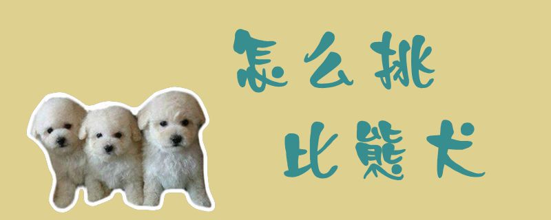 怎么挑比熊犬1