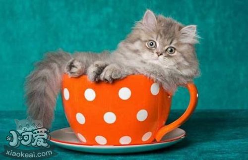 茶杯猫怕水怎么办 茶杯猫不怕水训练