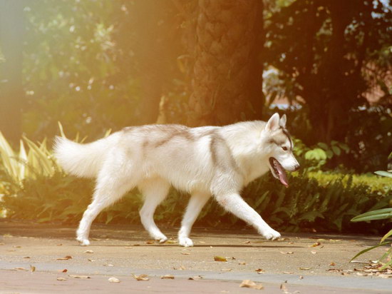 狗狗缺钙的症状是什么?狗狗缺钙的原因有哪些?怎么调养?1