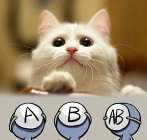 猫咪血型有哪些 猫咪血型介绍