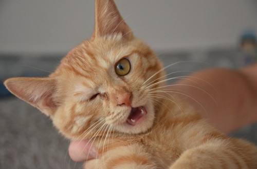 猫咪结膜炎有什么症状 猫咪结膜炎症状及治疗方法