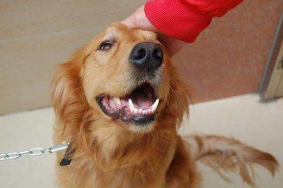 狗狗牙齿黄怎么办 狗狗牙齿清洁护理方法1