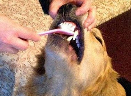 狗狗用什么洁齿好 狗狗牙膏有必要给狗狗使用吗1