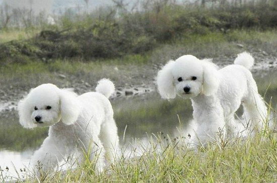 贵宾犬挑食怎么办 贵宾犬挑食解决方法