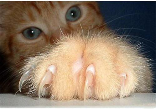 猫咪剪指甲流血怎么办 猫咪剪指甲流血处理方法