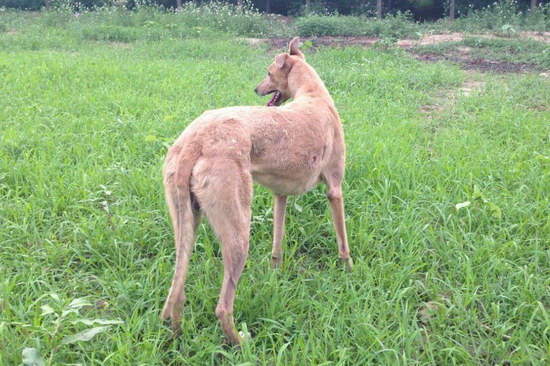 格力犬怎么养 格力犬饲养方法及注意事项2