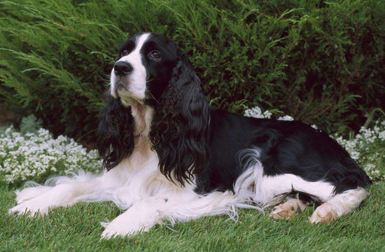 史宾格犬怎么养 英国史宾格犬饲养方法及注意事项4