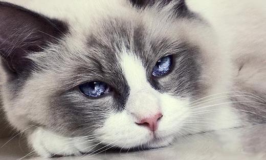 布偶猫有什么遗传病 布偶猫不纯种遗传病