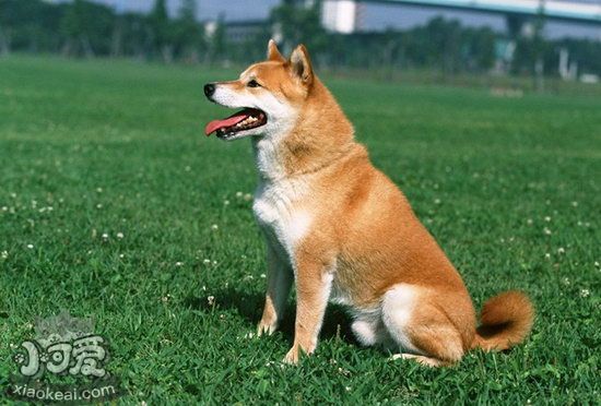 中华田园犬什么东西不能吃 土狗不能吃的食物介绍1