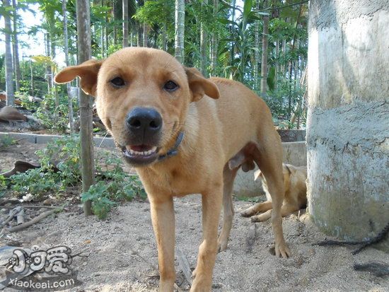 中华田园犬什么东西不能吃 土狗不能吃的食物介绍2