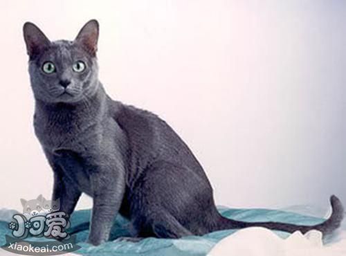 科拉特猫猫瘟怎么治疗 猫瘟隔离治疗方法