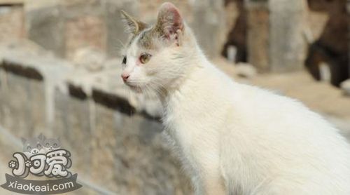 土耳其梵猫口水多怎么回事 土耳其梵猫口水多原因介绍